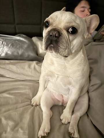 Pudding in Bed With Us